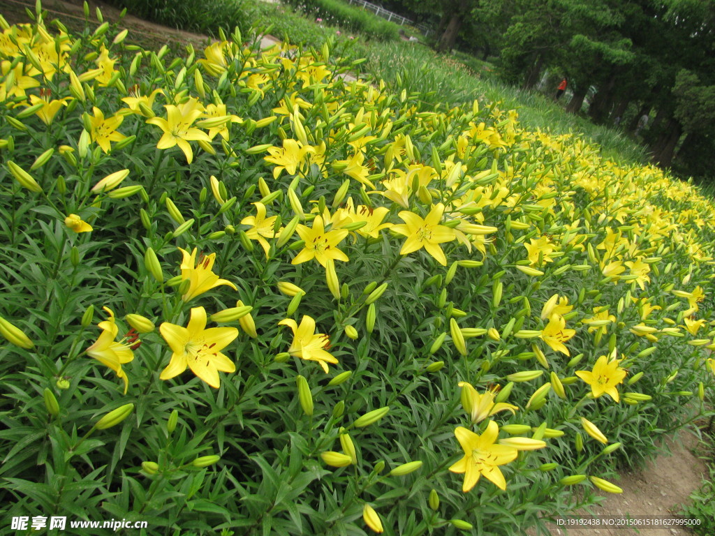 百合花