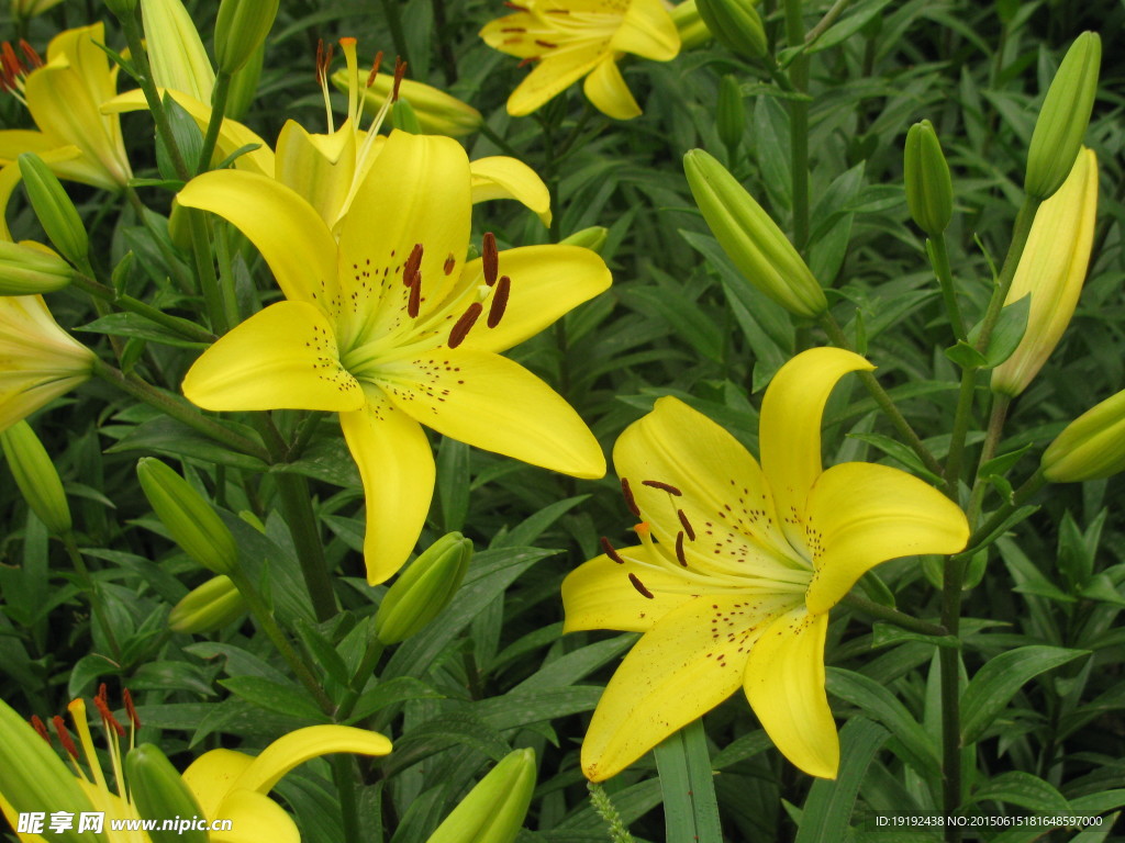 百合花