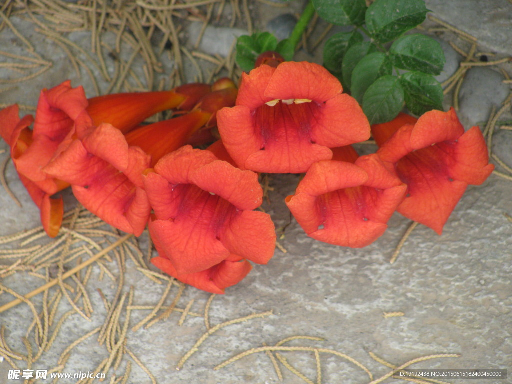 凌霄花