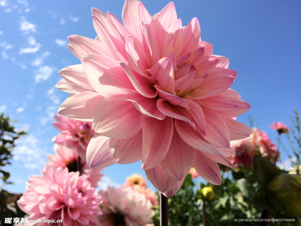 苹果花
