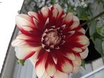 苹果花