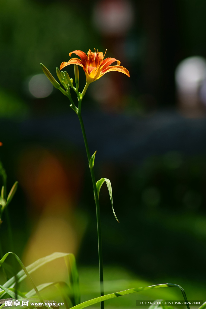 萱草花