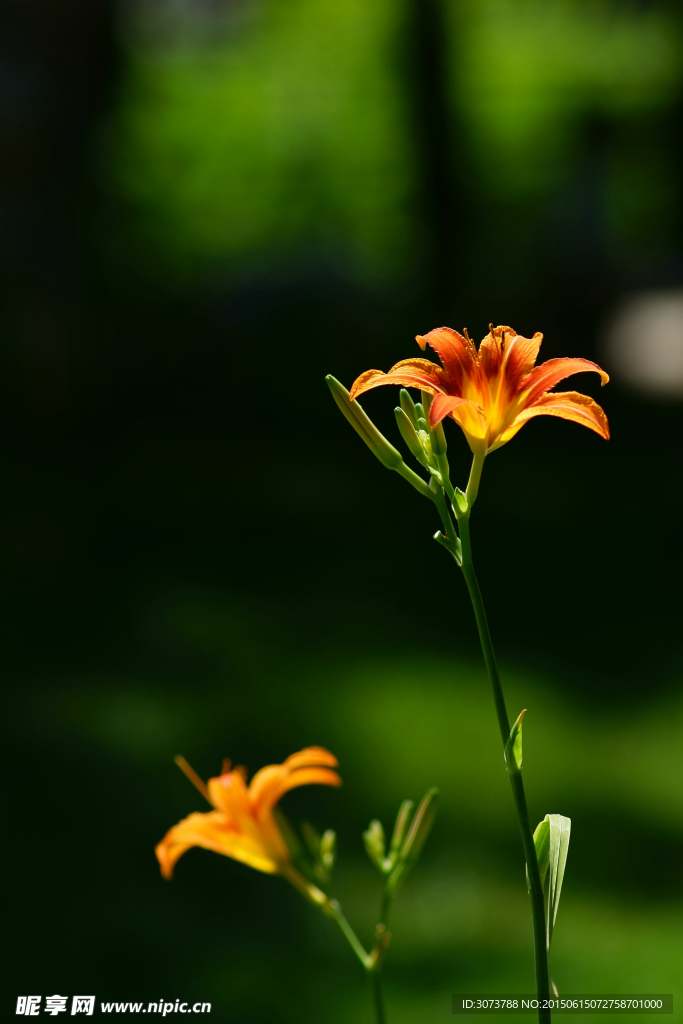 萱草花