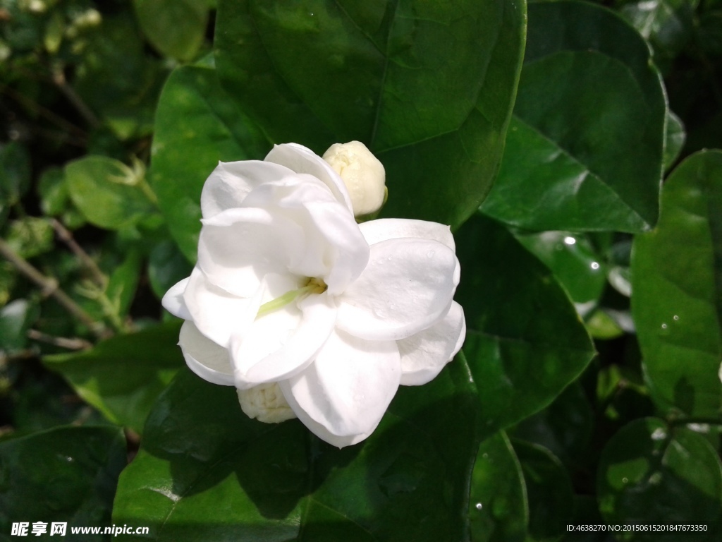 茉莉花