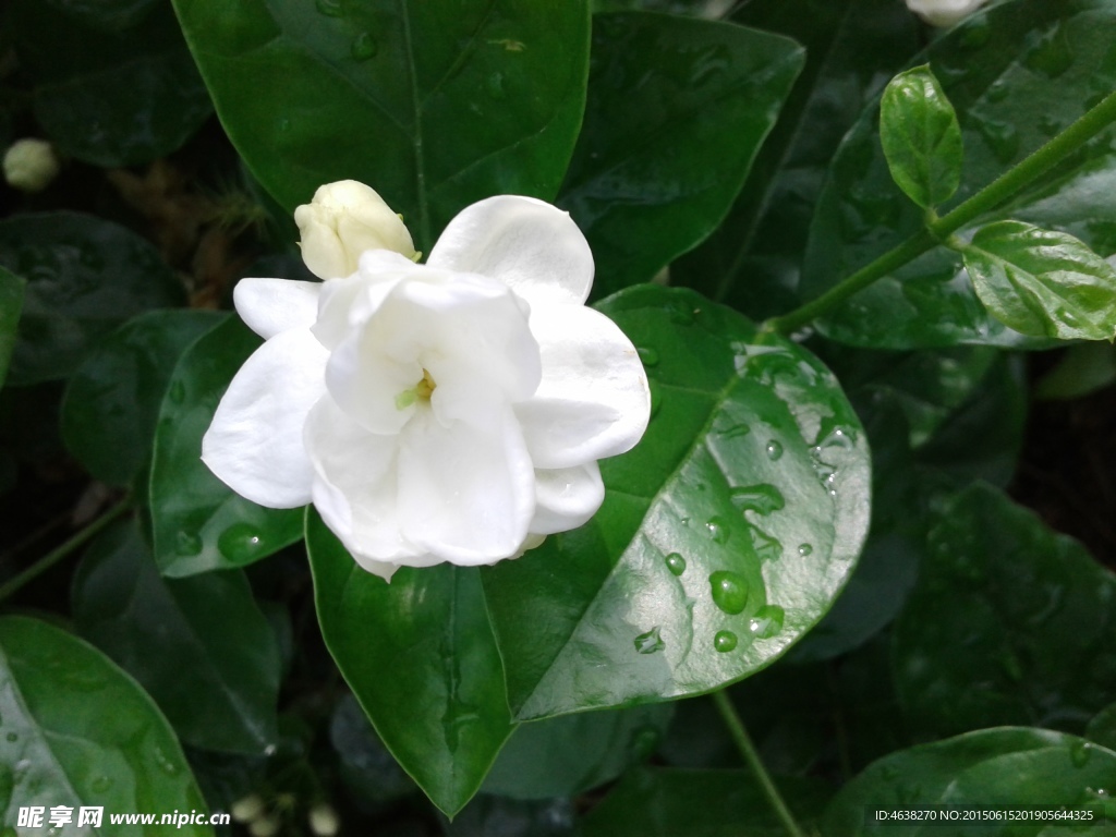 茉莉花
