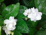 茉莉花