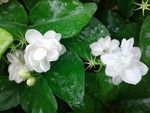 茉莉花
