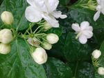 茉莉花