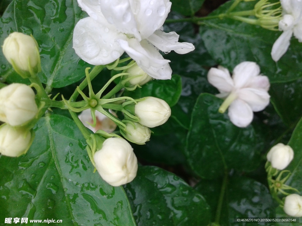 茉莉花