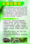 卡琪花蒂玛