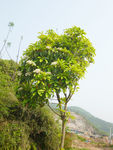 火棘花