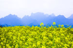 天门山 油菜花