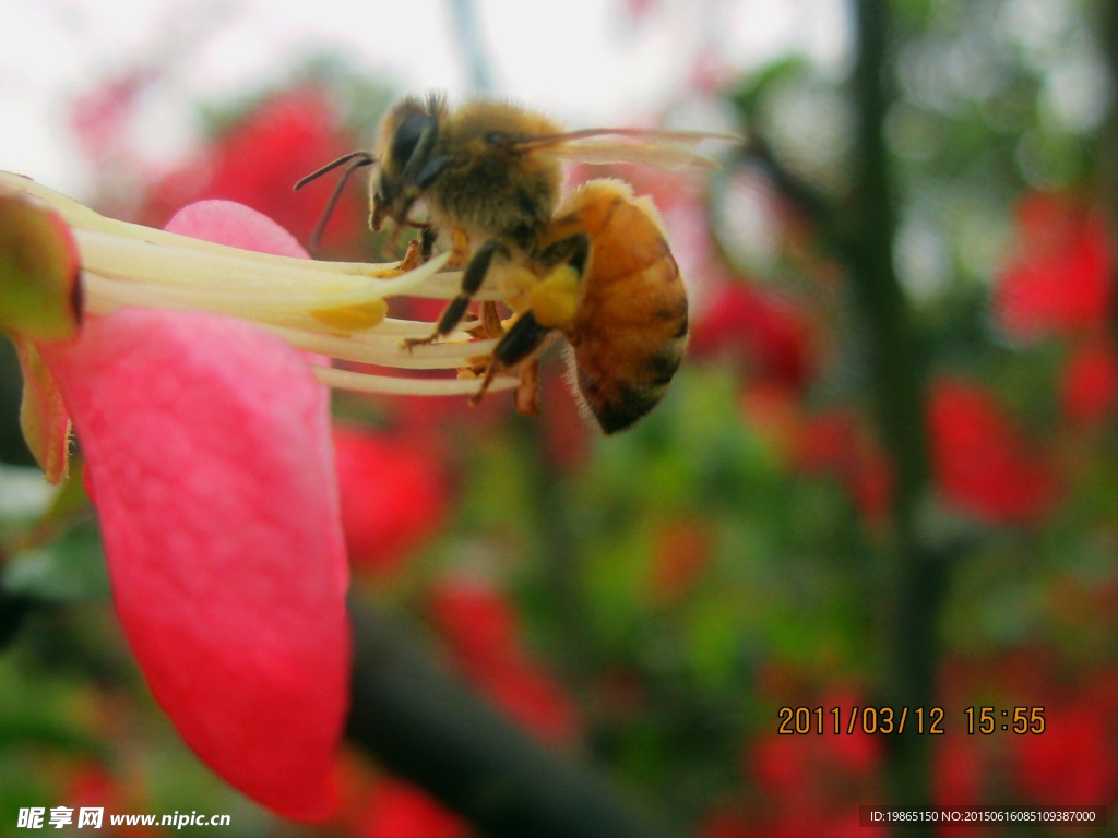 蜜蜂与桃花