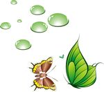 绿色蝴蝶 水滴