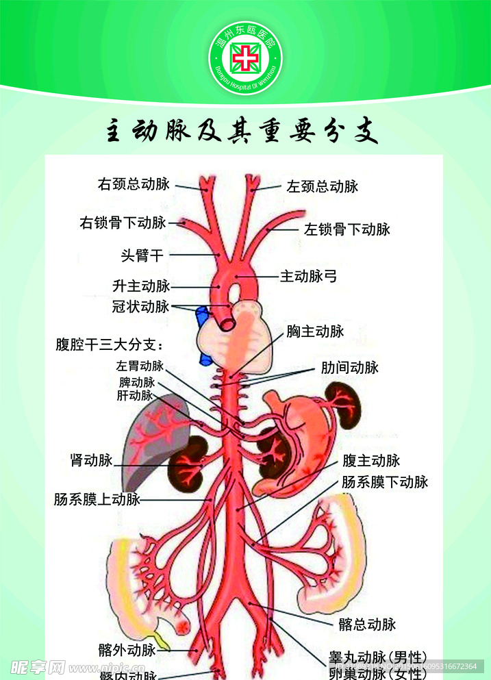 主动脉及其分支