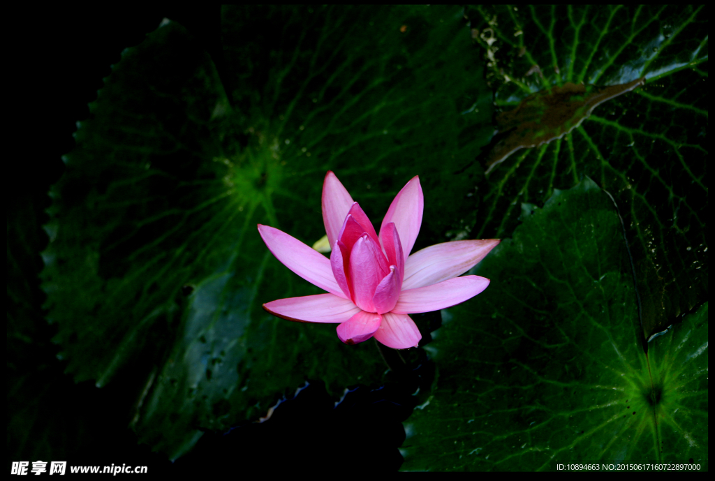 莲花