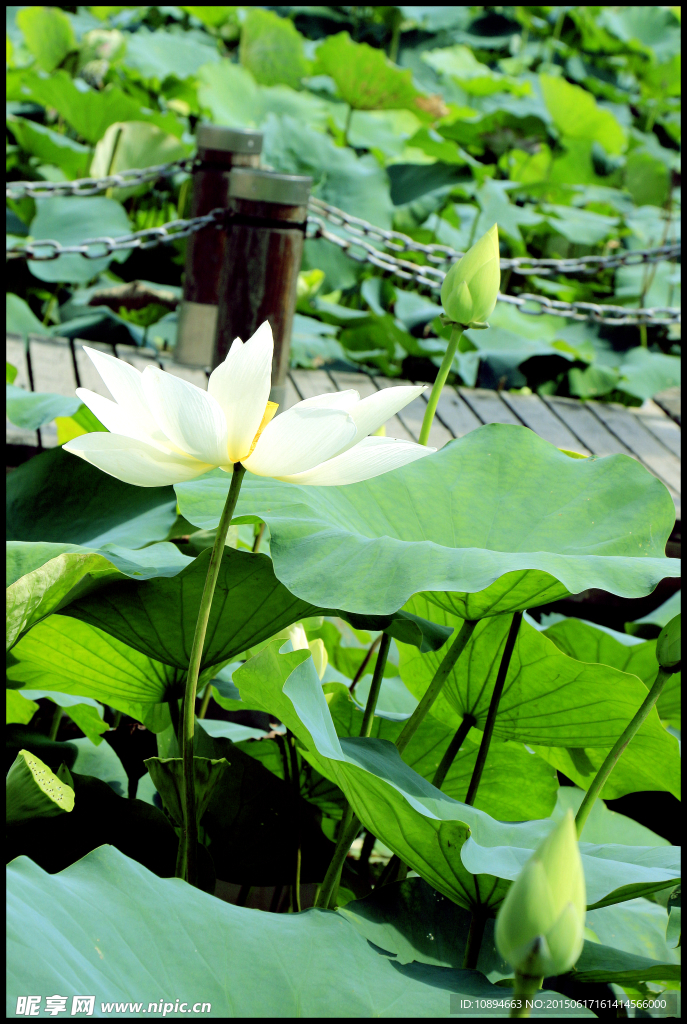 莲花