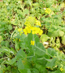 黄色菜花
