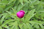 芍药