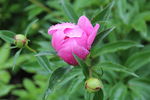 芍药花