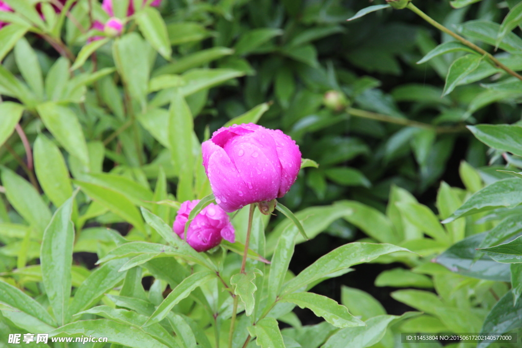 芍药花