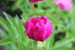 芍药