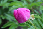 芍药
