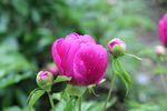 芍药