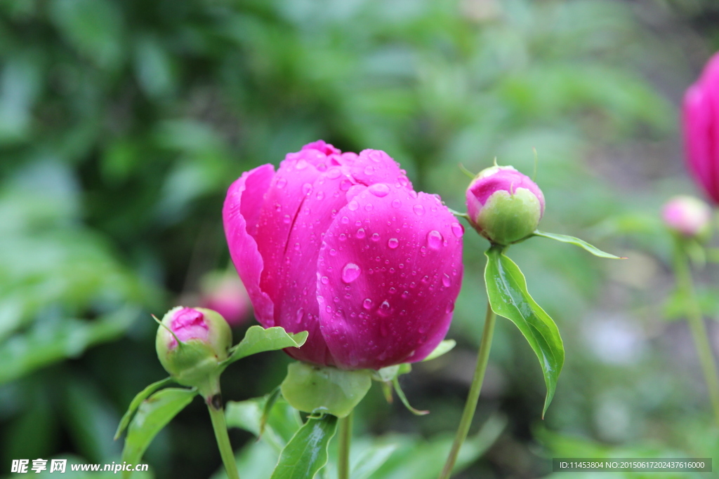 芍药