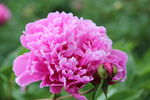 芍药花