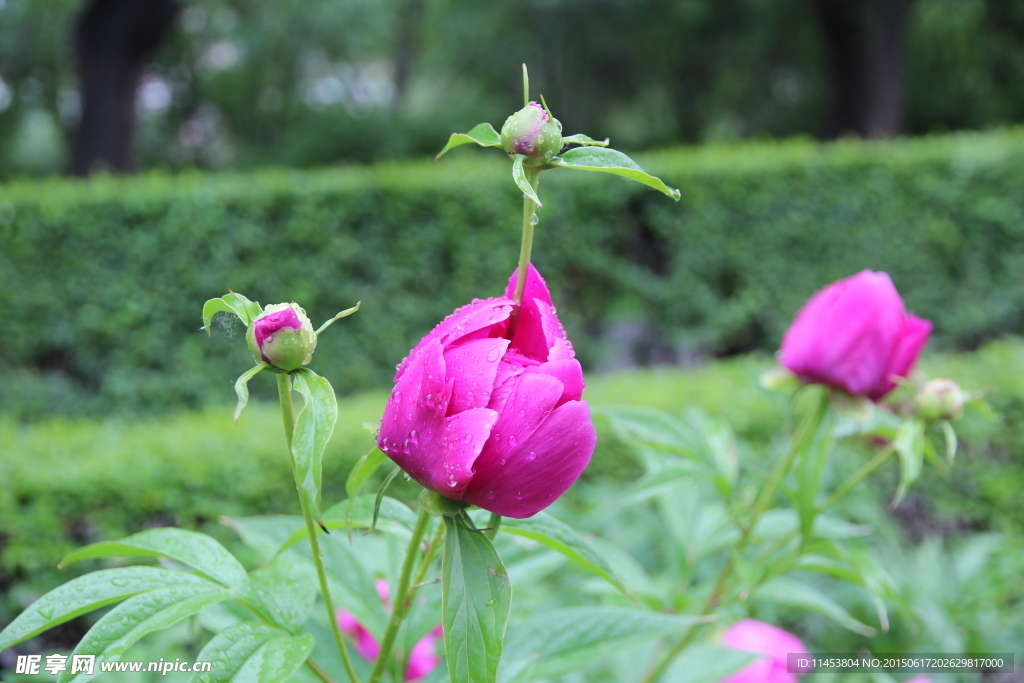 芍药花