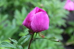 芍药
