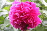 芍药