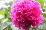 芍药花