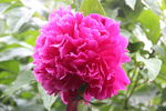 芍药