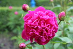 芍药花