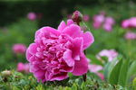 芍药