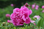 芍药花