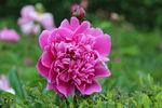 芍药花