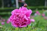 芍药花