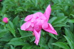 芍药