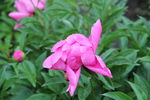 芍药花