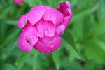 芍药