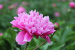 芍药