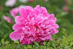 芍药