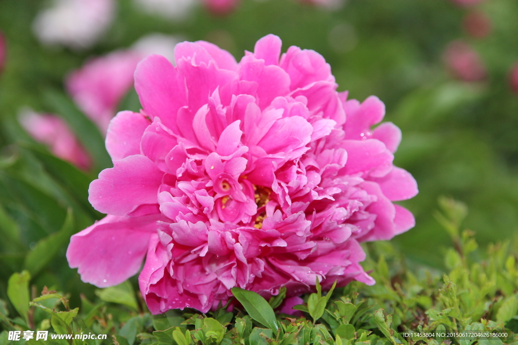 芍药