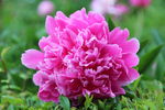 芍药