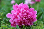芍药花