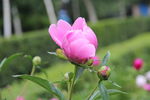 芍药花