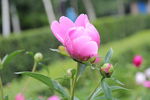芍药花
